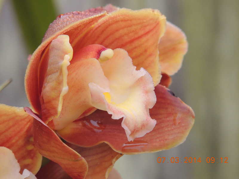 flowers 2014 329_.jpg