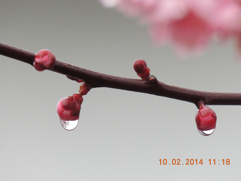 flowers 2014 154_.jpg