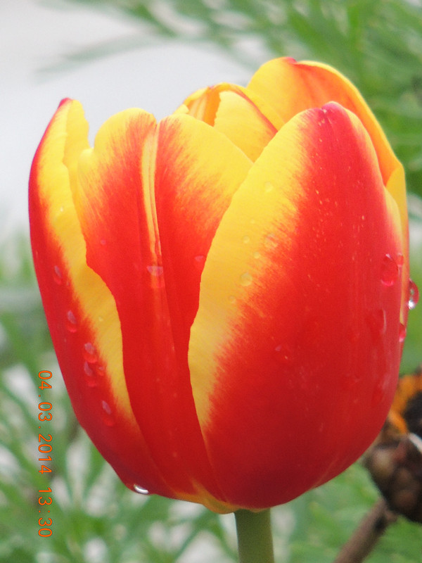 flowers 2014 319_ת_.jpg