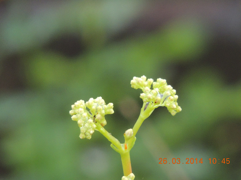 flowers 2014 675_.jpg