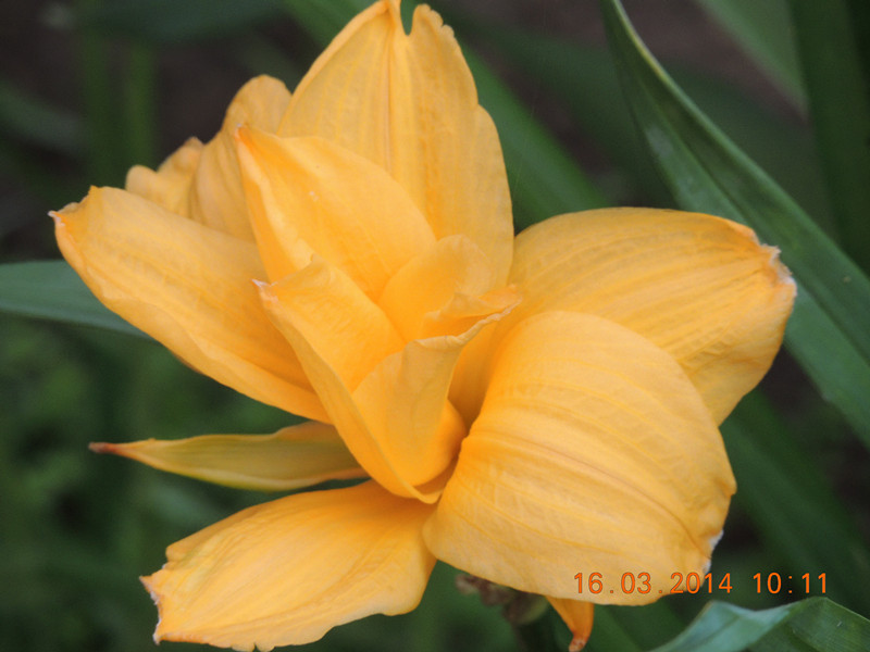 flowers 2014 434_.jpg