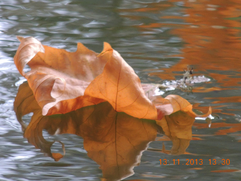 Golden gate park 1027_.jpg