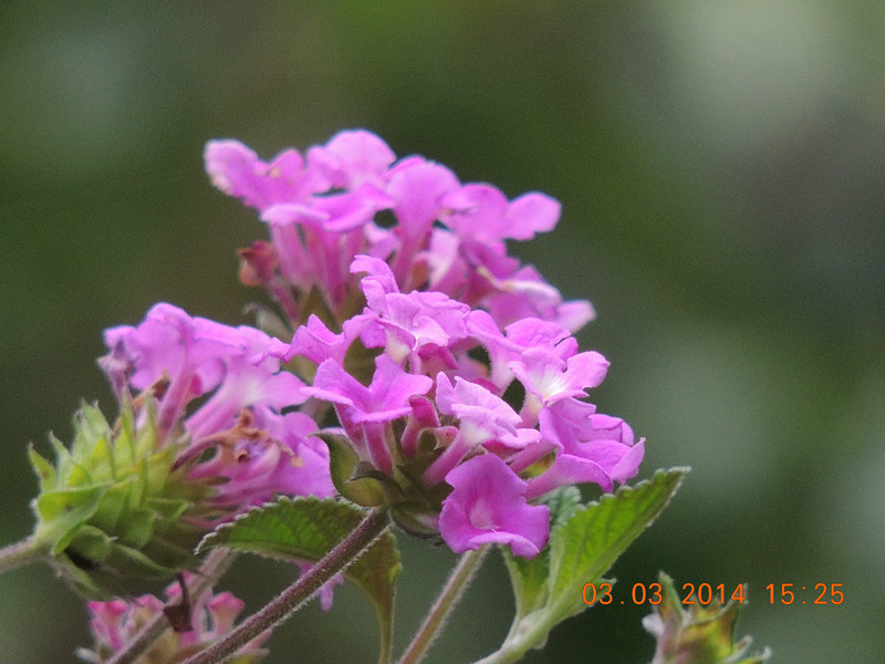 flowers 2014 272_.jpg