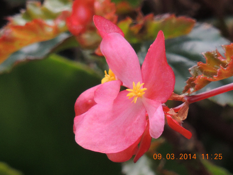 flowers 2014 347_.jpg