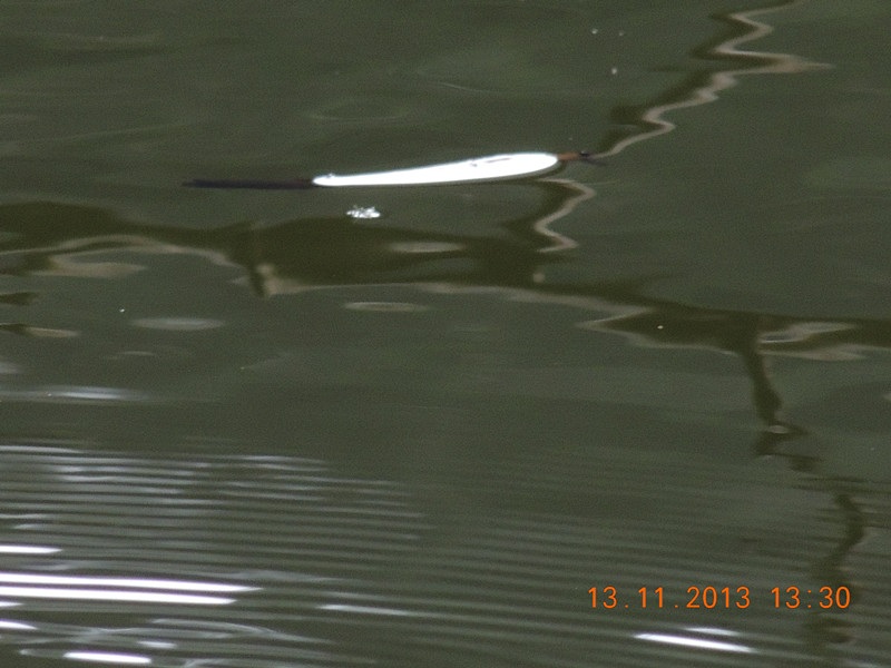 Golden gate park 1025_.jpg