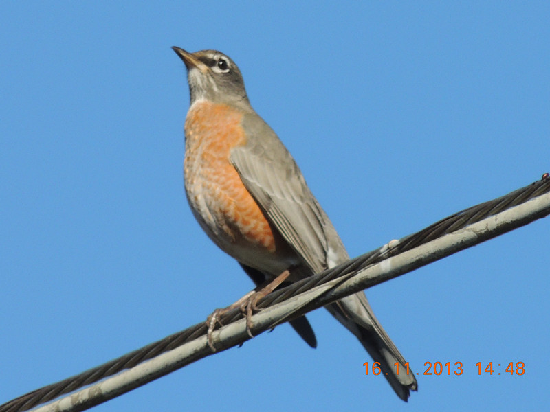 bird 449_.jpg