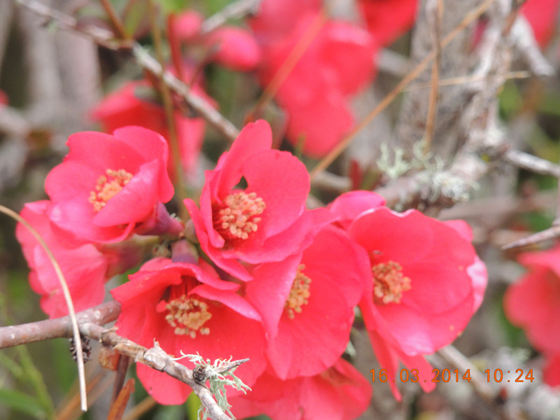 flowers 2014 454_.jpg