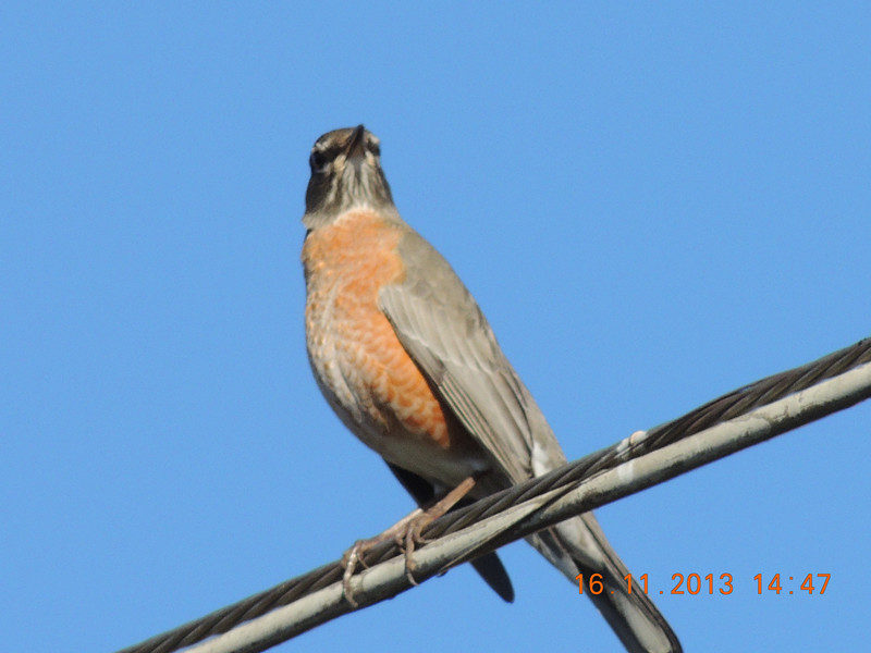 bird 445_.jpg