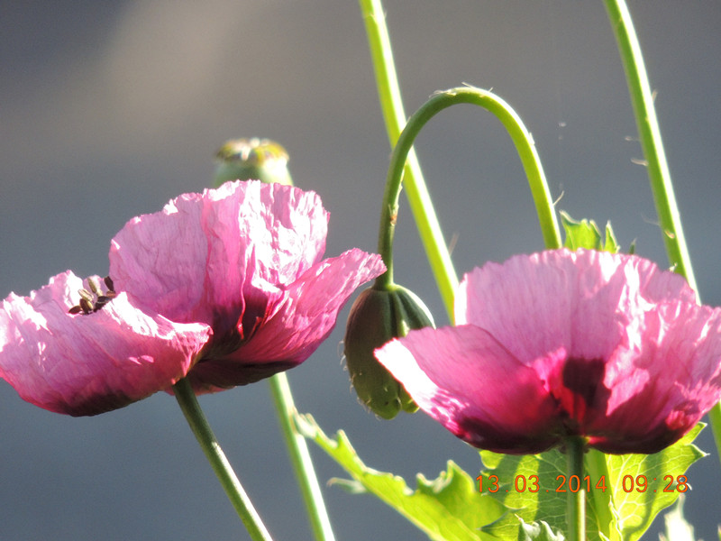 flowers 2014 383_.jpg