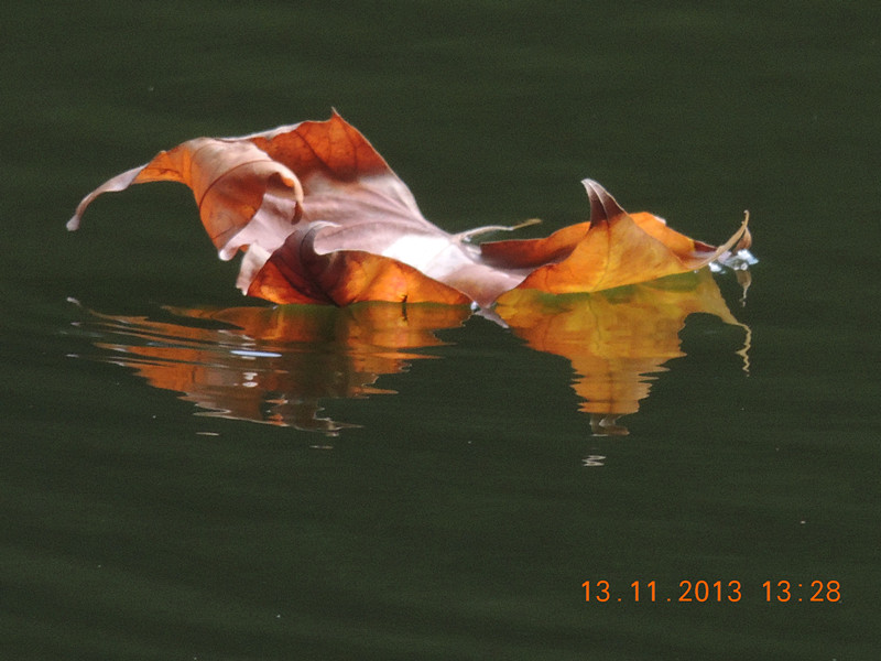 Golden gate park 1012_.jpg
