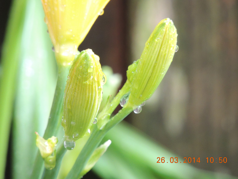 flowers 2014 686_.jpg