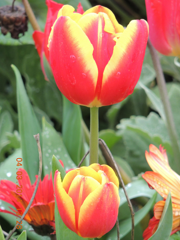 flowers 2014 312_ת_.jpg
