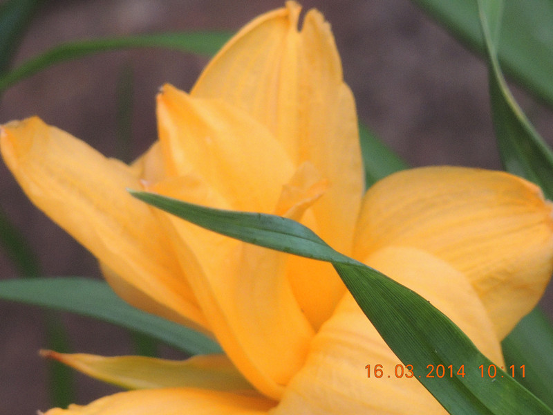 flowers 2014 433_.jpg