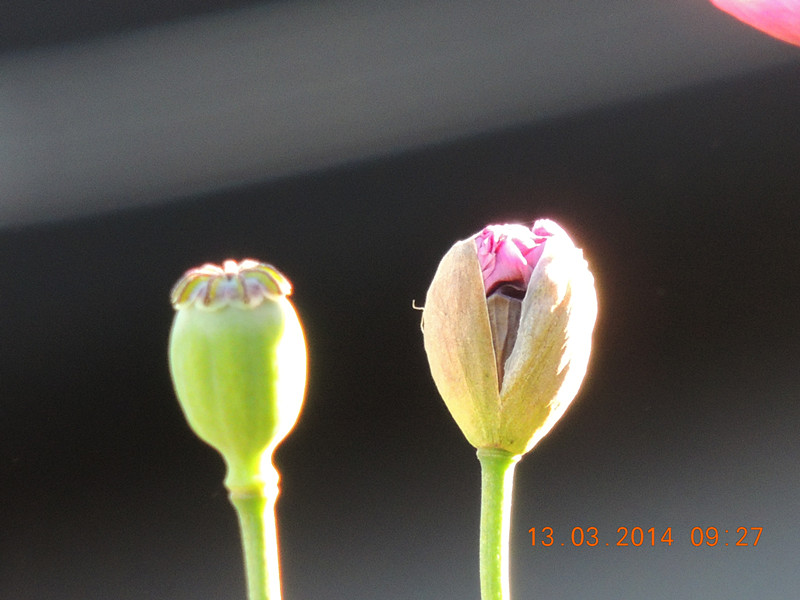 flowers 2014 379_.jpg