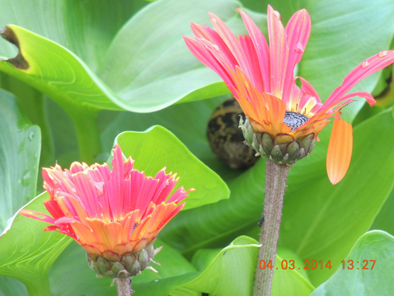 flowers 2014 307_.jpg