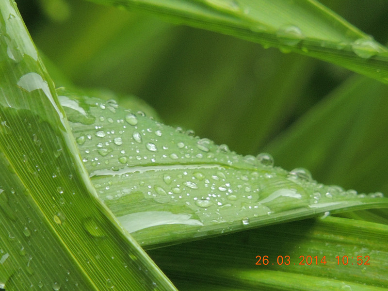 flowers 2014 690_.jpg