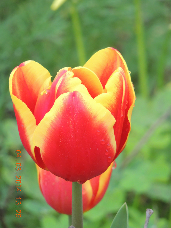 flowers 2014 316_ת_.jpg