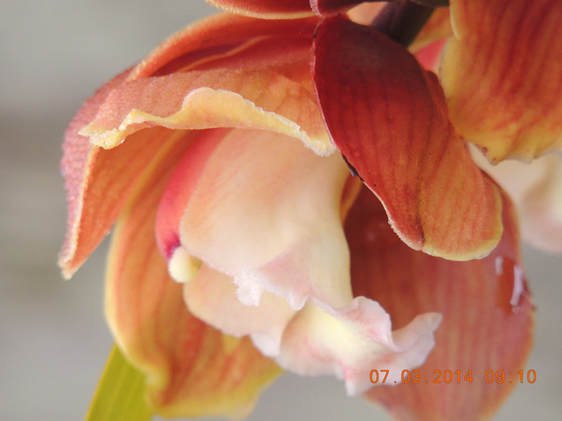 flowers 2014 325_.jpg