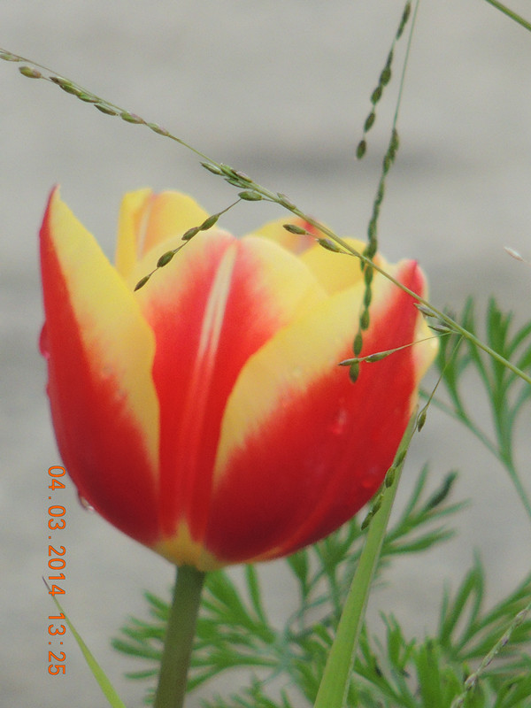 flowers 2014 297_ת_.jpg