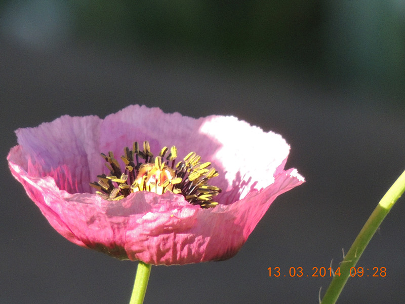 flowers 2014 386_.jpg