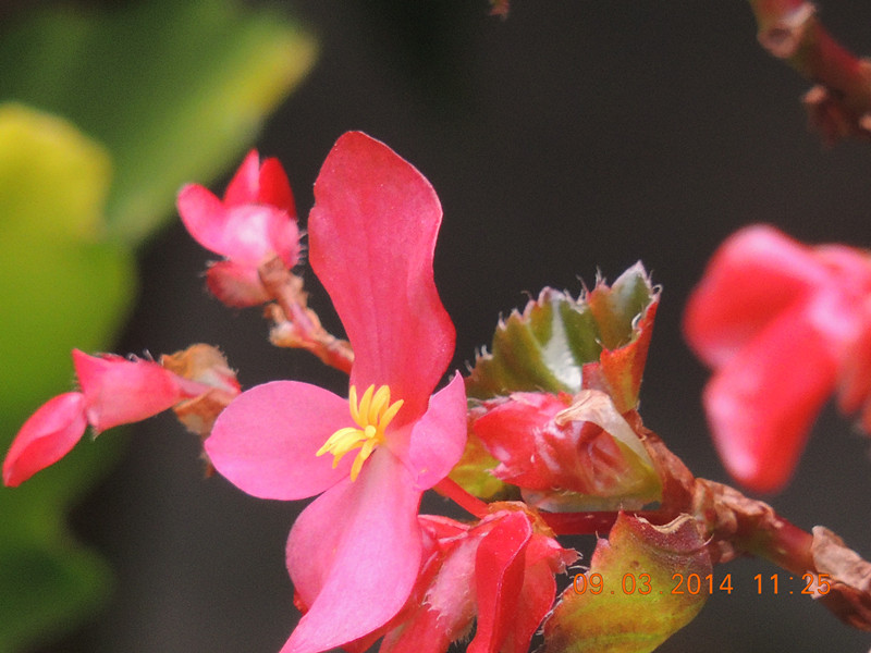 flowers 2014 348_.jpg