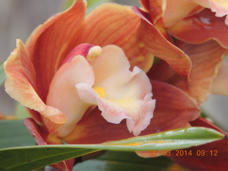 flowers 2014 330_.jpg