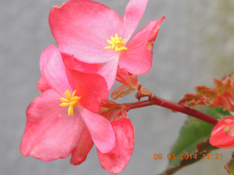 flowers 2014 333_.jpg