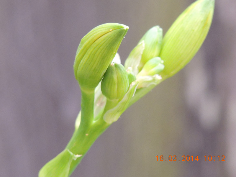 flowers 2014 436_.jpg