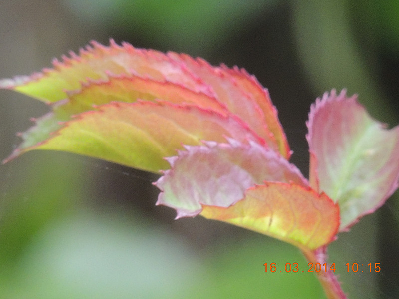 flowers 2014 439_.jpg