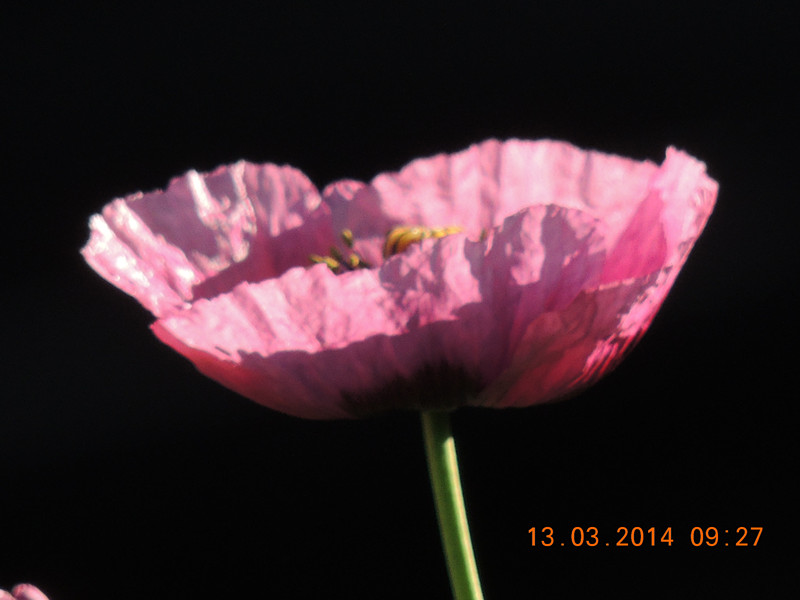 flowers 2014 378_.jpg