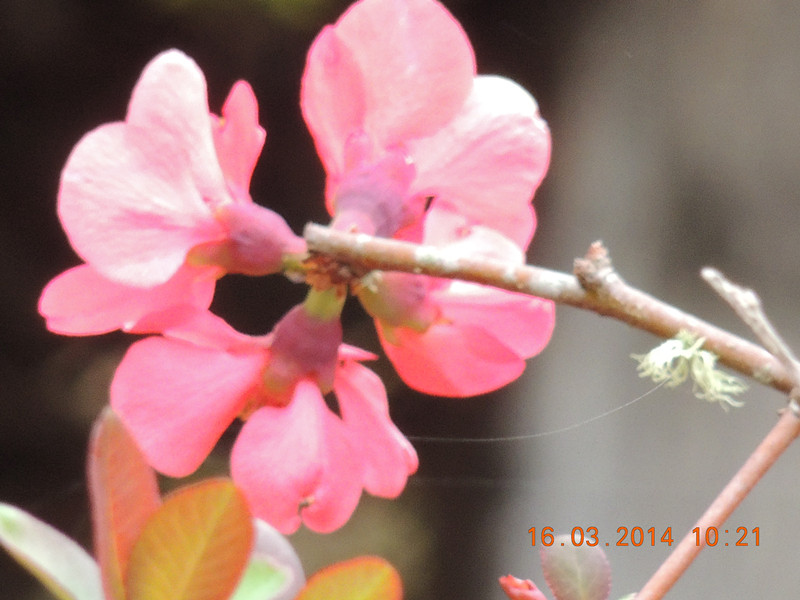 flowers 2014 448_.jpg