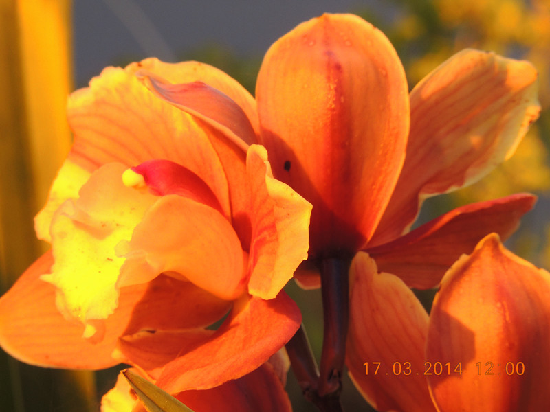 flowers 2014 481_.jpg