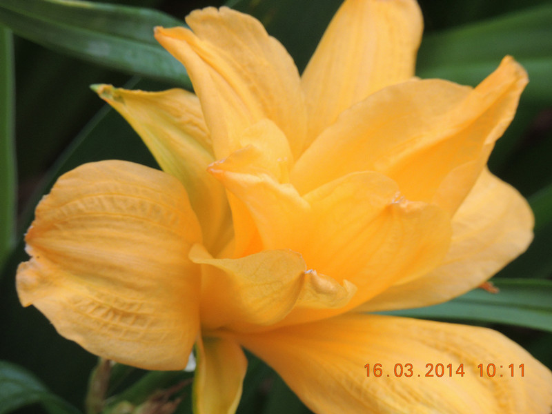 flowers 2014 435_.jpg