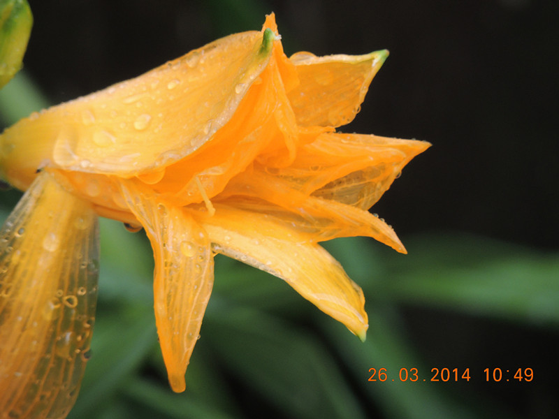 flowers 2014 682_.jpg
