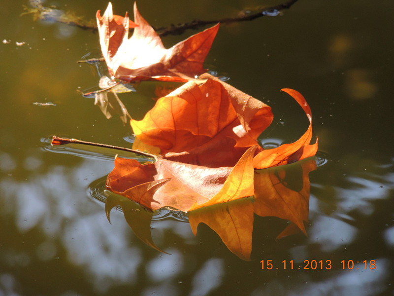 Golden gate park 1037_.jpg