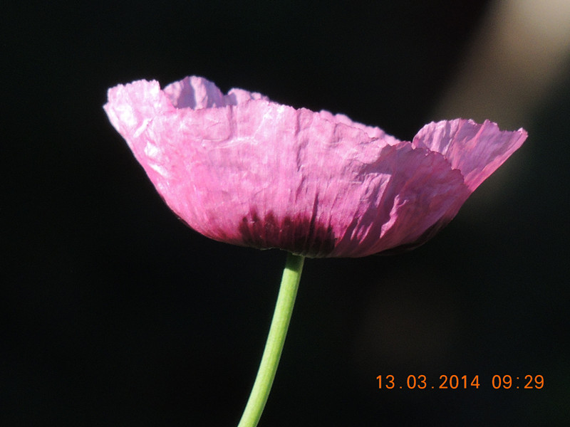 flowers 2014 388_.jpg