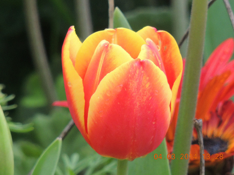 flowers 2014 311_.jpg