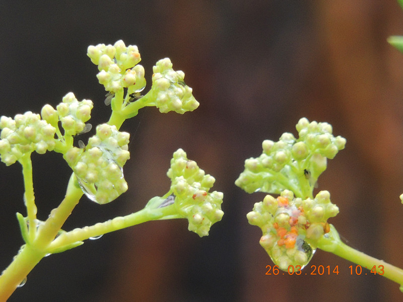 flowers 2014 670_.jpg
