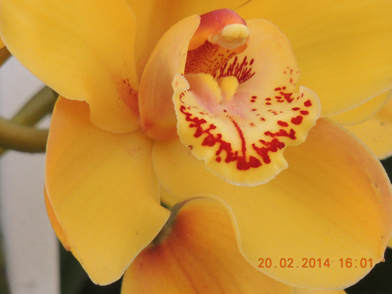 flowers 2014 197_.jpg