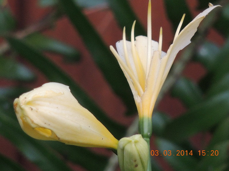 flowers 2014 256_.jpg