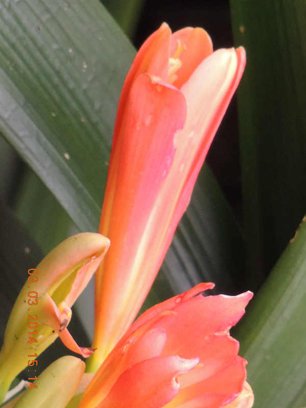 flowers 2014 254_ת_.jpg