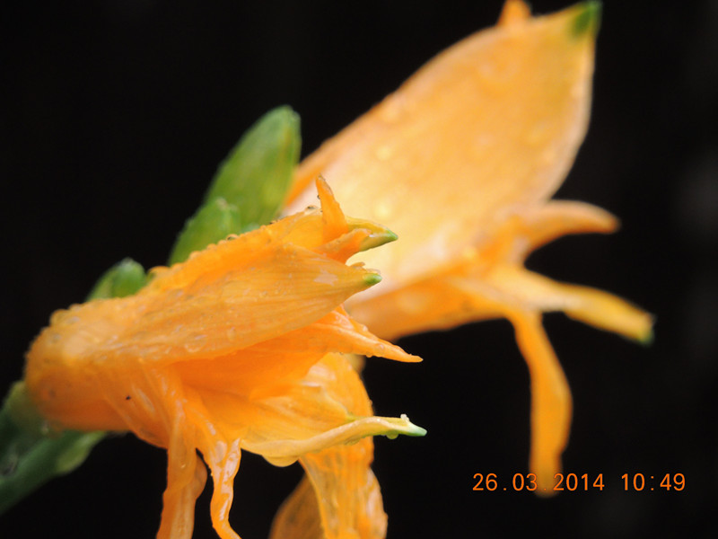 flowers 2014 685_.jpg