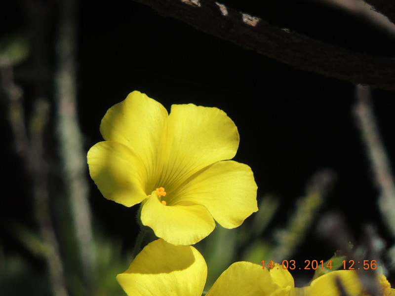 flowers 2014 424_.jpg