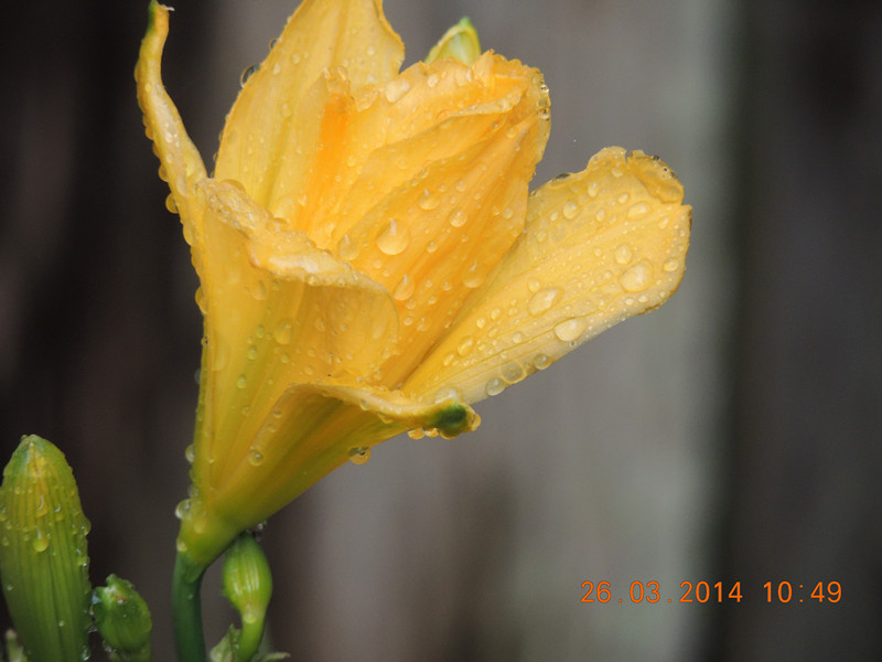 flowers 2014 680_.jpg