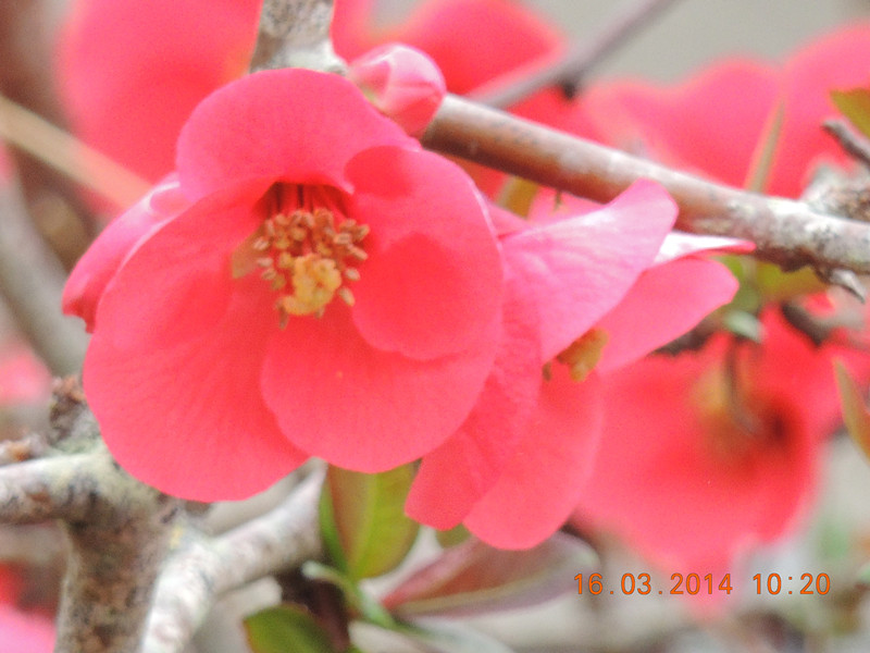 flowers 2014 445_.jpg