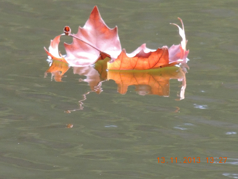 Golden gate park 1011_.jpg