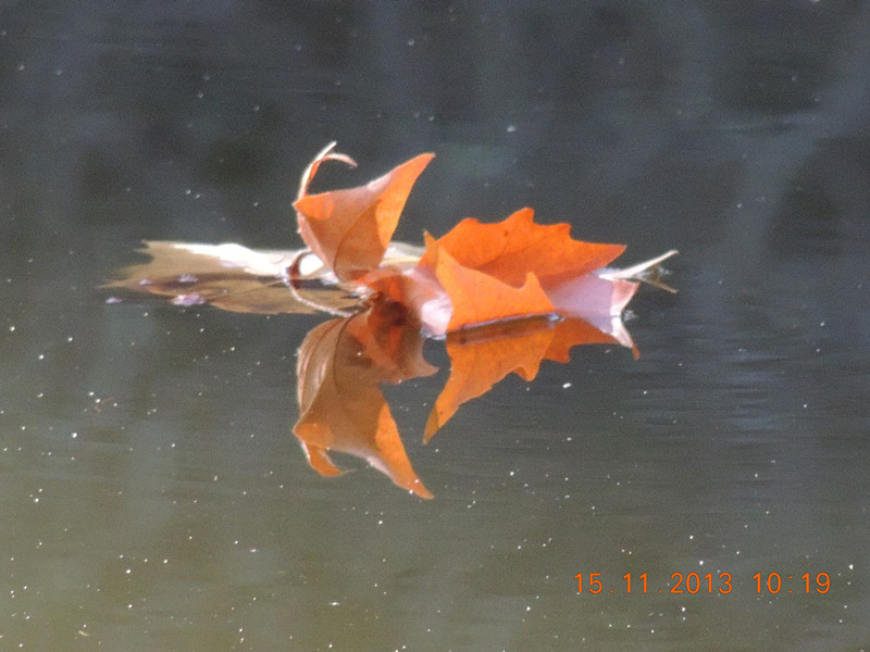 Golden gate park 1042_.jpg