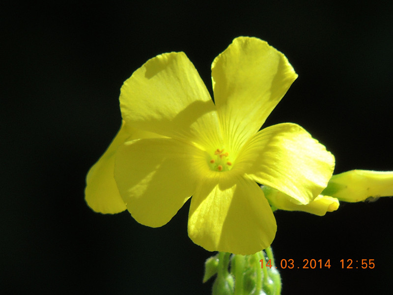 flowers 2014 420_.jpg