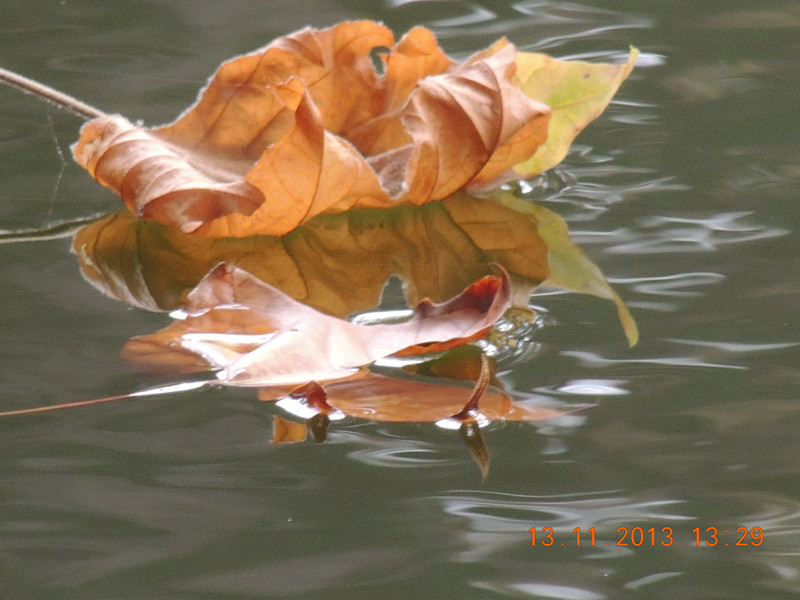 Golden gate park 1022_.jpg