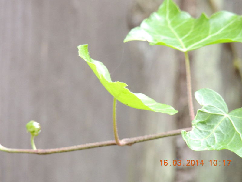 flowers 2014 443_.jpg